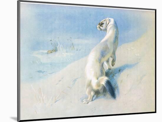 Stoat (Winter), from Thorburn's Mammals Published by Longmans and Co, C. 1920 (Colour Litho)-Archibald Thorburn-Mounted Giclee Print