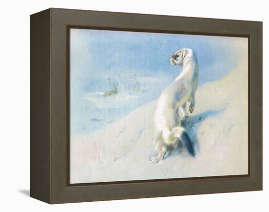 Stoat (Winter), from Thorburn's Mammals Published by Longmans and Co, C. 1920 (Colour Litho)-Archibald Thorburn-Framed Premier Image Canvas