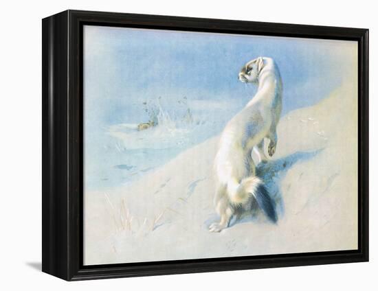 Stoat (Winter), from Thorburn's Mammals Published by Longmans and Co, C. 1920 (Colour Litho)-Archibald Thorburn-Framed Premier Image Canvas