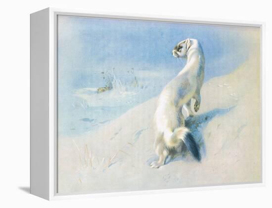 Stoat (Winter), from Thorburn's Mammals Published by Longmans and Co, C. 1920 (Colour Litho)-Archibald Thorburn-Framed Premier Image Canvas