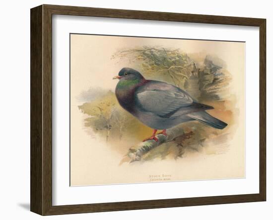 Stock Dove (Columba aenas), 1900, (1900)-Charles Whymper-Framed Giclee Print