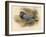 Stock Dove (Columba aenas), 1900, (1900)-Charles Whymper-Framed Giclee Print