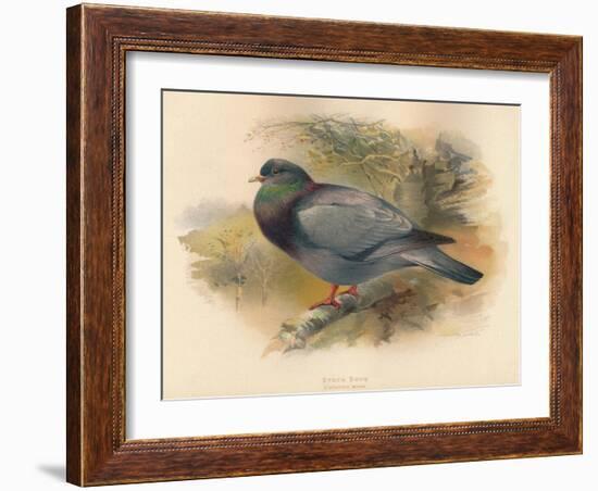 Stock Dove (Columba aenas), 1900, (1900)-Charles Whymper-Framed Giclee Print