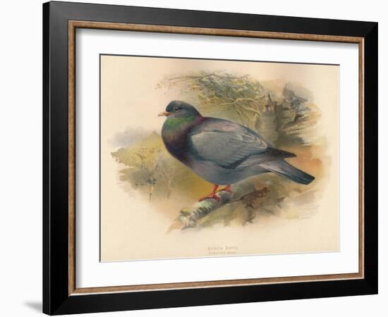 Stock Dove (Columba aenas), 1900, (1900)-Charles Whymper-Framed Giclee Print