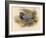 Stock Dove (Columba aenas), 1900, (1900)-Charles Whymper-Framed Giclee Print