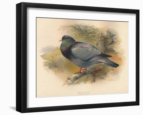 Stock Dove (Columba aenas), 1900, (1900)-Charles Whymper-Framed Giclee Print