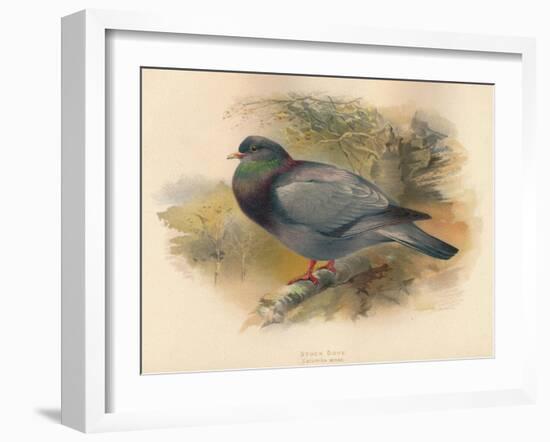 Stock Dove (Columba aenas), 1900, (1900)-Charles Whymper-Framed Giclee Print