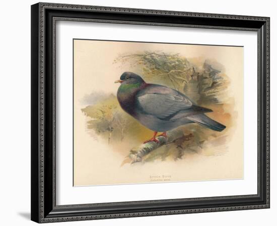 Stock Dove (Columba aenas), 1900, (1900)-Charles Whymper-Framed Giclee Print