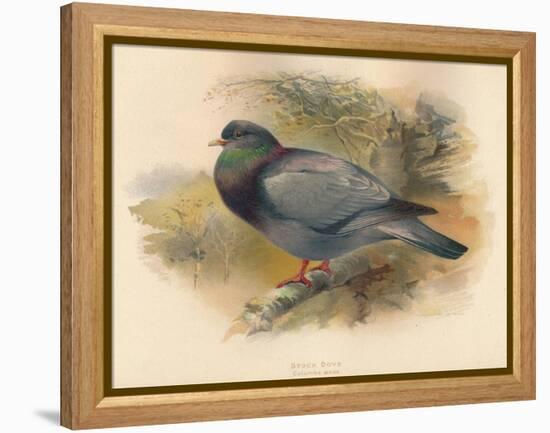 Stock Dove (Columba aenas), 1900, (1900)-Charles Whymper-Framed Premier Image Canvas