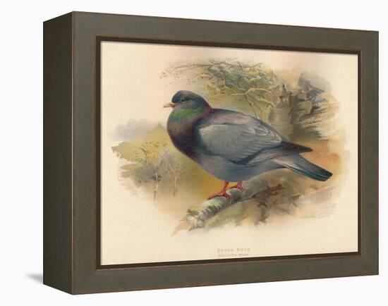 Stock Dove (Columba aenas), 1900, (1900)-Charles Whymper-Framed Premier Image Canvas