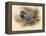 Stock Dove (Columba aenas), 1900, (1900)-Charles Whymper-Framed Premier Image Canvas