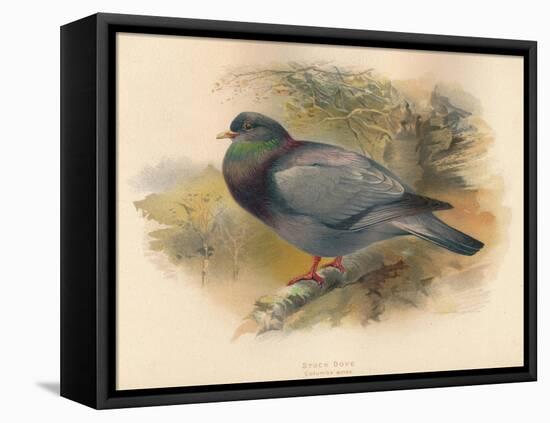 Stock Dove (Columba aenas), 1900, (1900)-Charles Whymper-Framed Premier Image Canvas