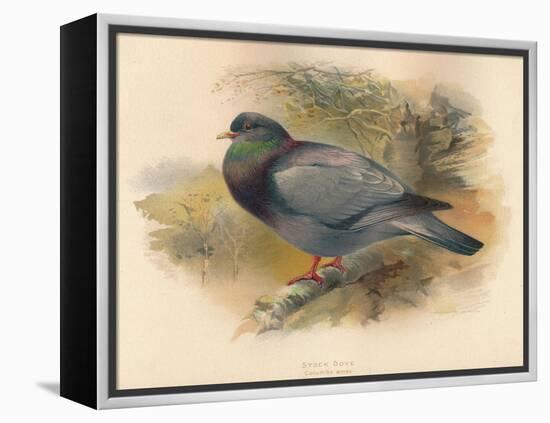 Stock Dove (Columba aenas), 1900, (1900)-Charles Whymper-Framed Premier Image Canvas