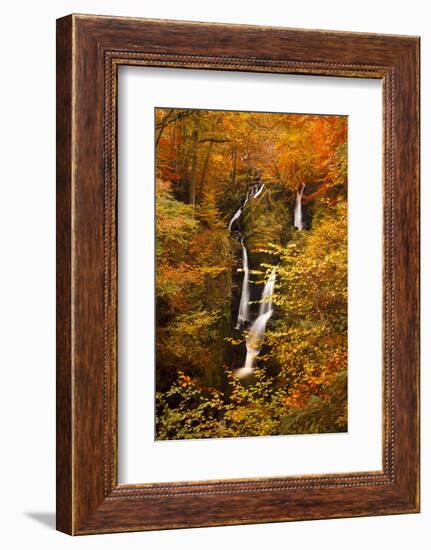 Stock Ghyll Force Waterfall in Autumn, Lake District National Park, Cumbria, England, UK-Ian Egner-Framed Photographic Print