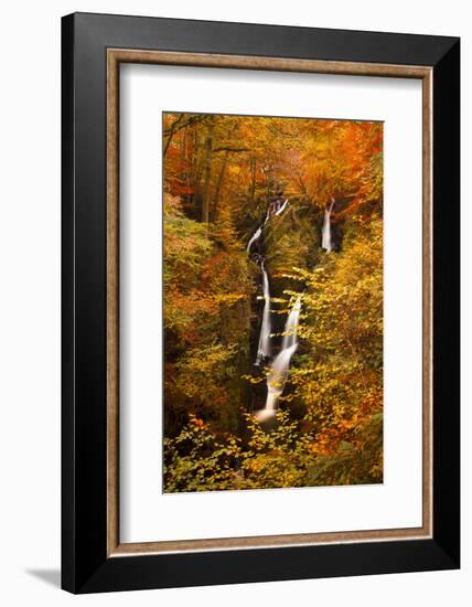 Stock Ghyll Force Waterfall in Autumn, Lake District National Park, Cumbria, England, UK-Ian Egner-Framed Photographic Print