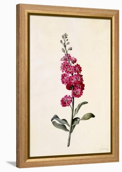 Stock, Matthiola Incana, C.1746-Georg Dionysius Ehret-Framed Premier Image Canvas