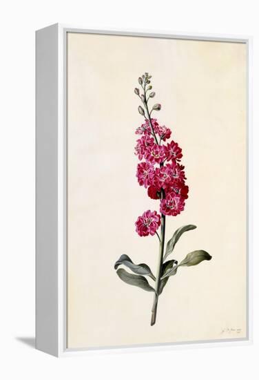 Stock, Matthiola Incana, C.1746-Georg Dionysius Ehret-Framed Premier Image Canvas