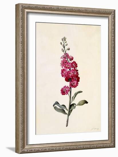 Stock, Matthiola Incana, C.1746-Georg Dionysius Ehret-Framed Giclee Print