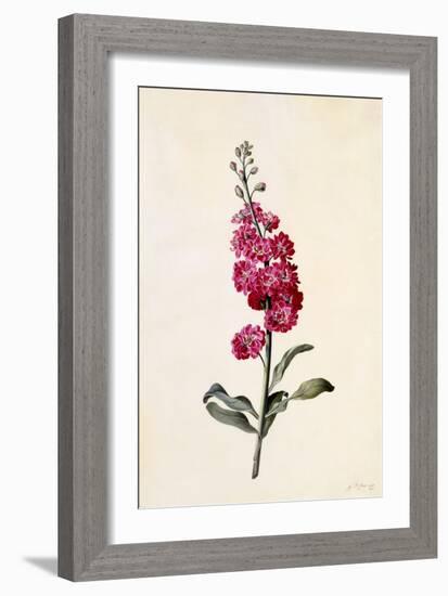 Stock, Matthiola Incana, C.1746-Georg Dionysius Ehret-Framed Giclee Print