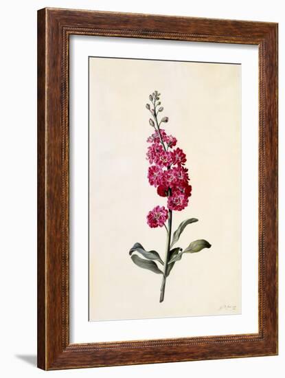 Stock, Matthiola Incana, C.1746-Georg Dionysius Ehret-Framed Giclee Print