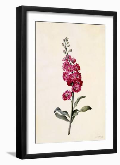 Stock, Matthiola Incana, C.1746-Georg Dionysius Ehret-Framed Giclee Print