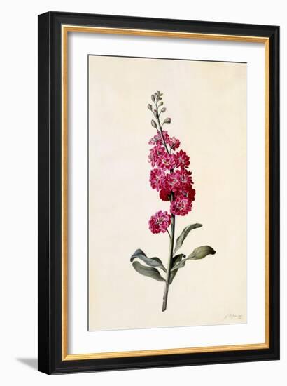 Stock, Matthiola Incana, C.1746-Georg Dionysius Ehret-Framed Giclee Print