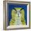 Stock Owl, 1999-Tamas Galambos-Framed Giclee Print