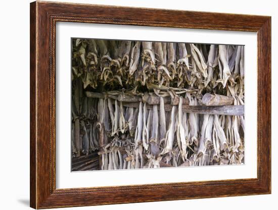 Stockfish, Norway-Dr. Juerg Alean-Framed Photographic Print