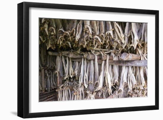 Stockfish, Norway-Dr. Juerg Alean-Framed Photographic Print