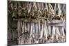 Stockfish, Norway-Dr. Juerg Alean-Mounted Photographic Print