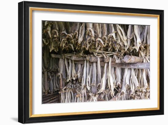 Stockfish, Norway-Dr. Juerg Alean-Framed Photographic Print