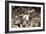 Stockfish, Norway-Dr. Juerg Alean-Framed Photographic Print