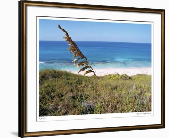 Stocking Island Sea Oat-John Gynell-Framed Giclee Print