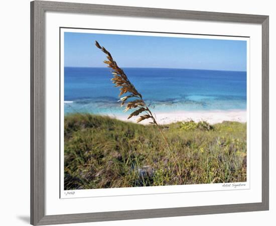 Stocking Island Sea Oat-John Gynell-Framed Giclee Print