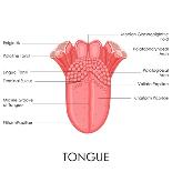 Human Tongue Anatomy-stockshoppe-Art Print