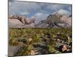Photographic Print
