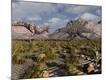Photographic Print