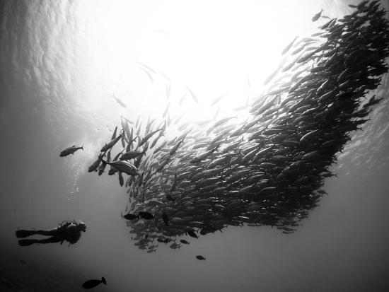 Photographic Print, , large