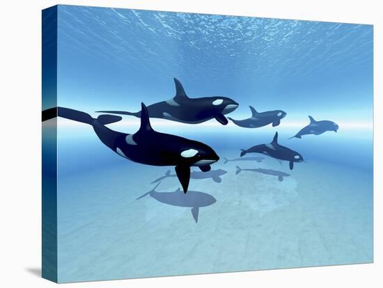 Stretched Canvas Print, , large