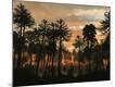Premium Photographic Print