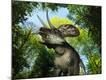 Photographic Print