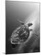Premium Photographic Print