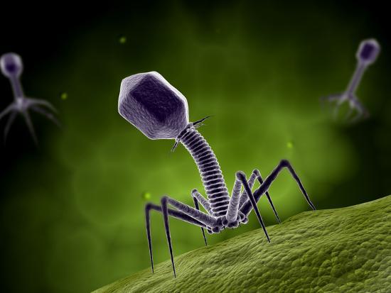 Photographic Print, , large