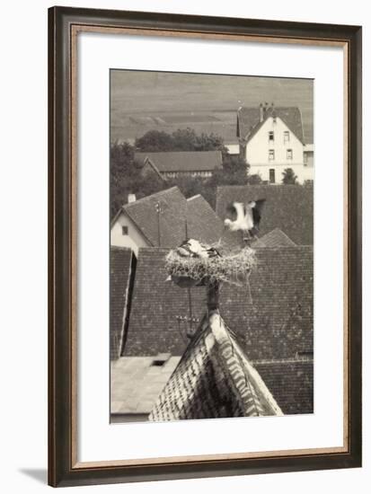 Störche, Storchennest Mit Storchenpaar-null-Framed Giclee Print