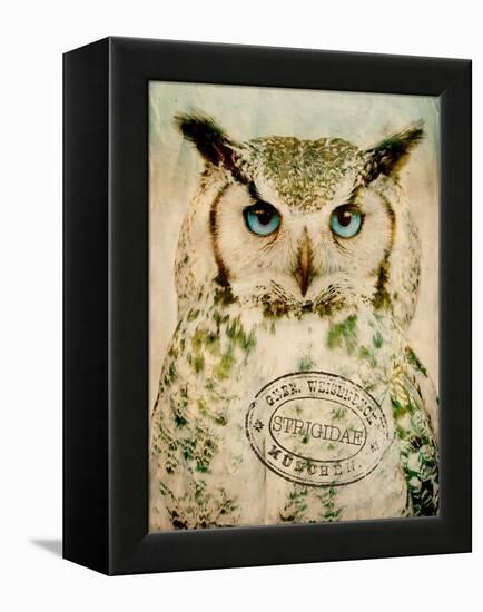 Stoic Owl-Z Studio-Framed Stretched Canvas