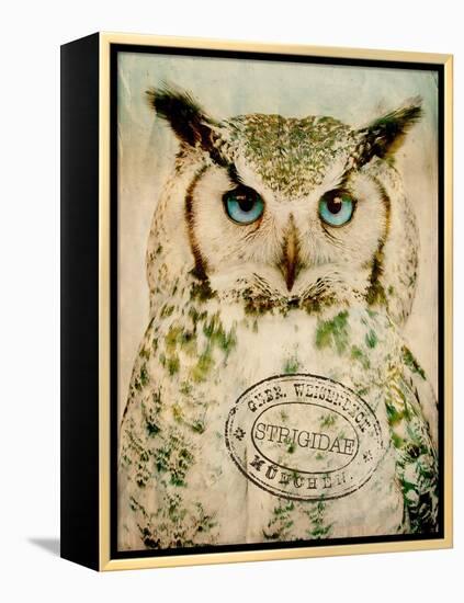 Stoic Owl-Z Studio-Framed Stretched Canvas