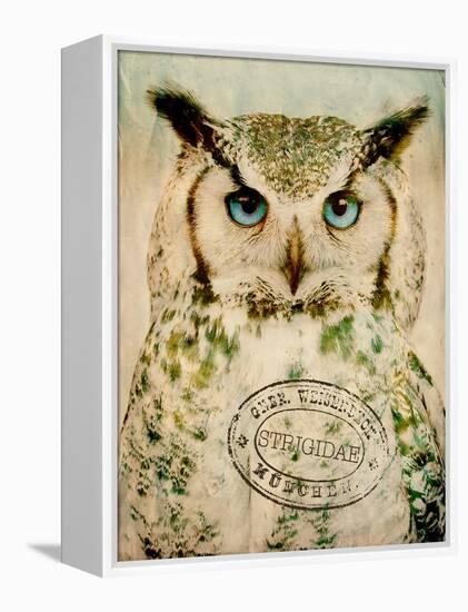 Stoic Owl-Z Studio-Framed Stretched Canvas