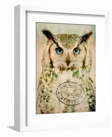 Stoic Owl-Z Studio-Framed Premium Giclee Print