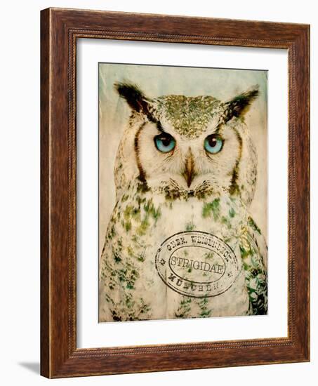 Stoic Owl-Z Studio-Framed Art Print