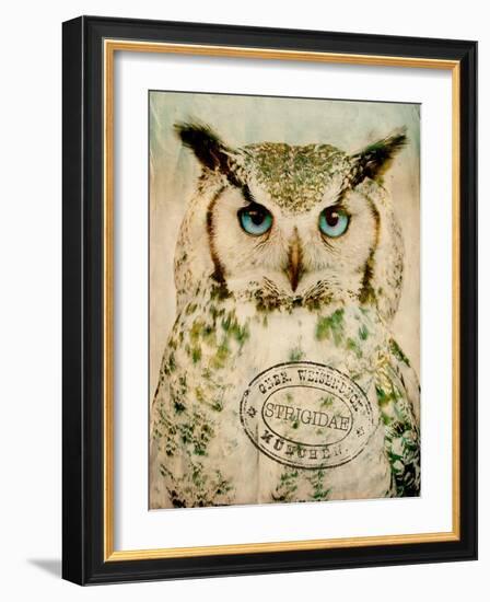 Stoic Owl-Z Studio-Framed Art Print